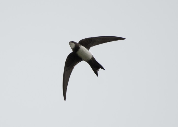 Alpine Swift