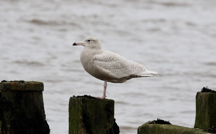 Glaucous Gull