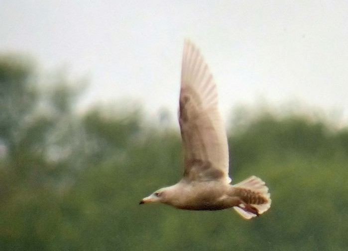 Glaucous Gull