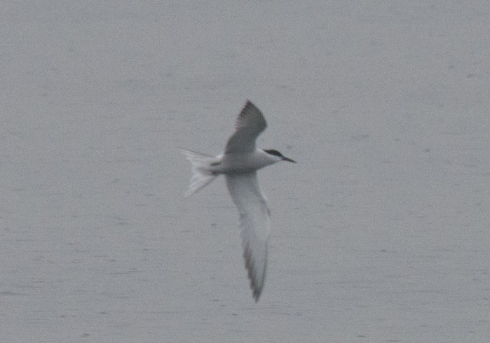 Common Tern