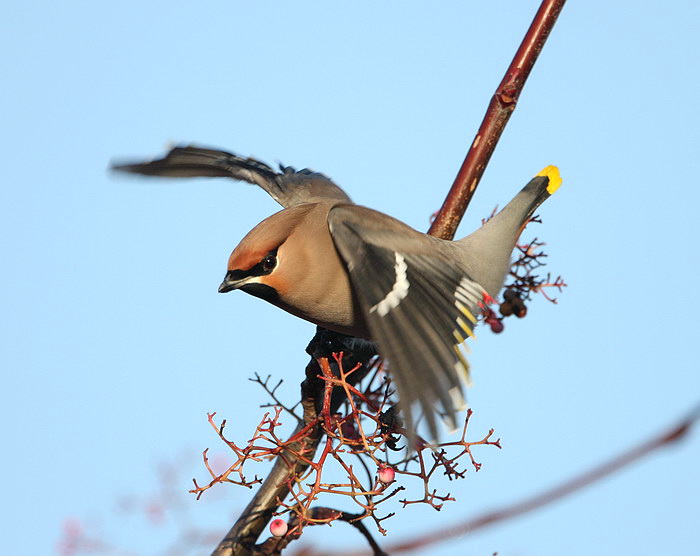 Waxwing