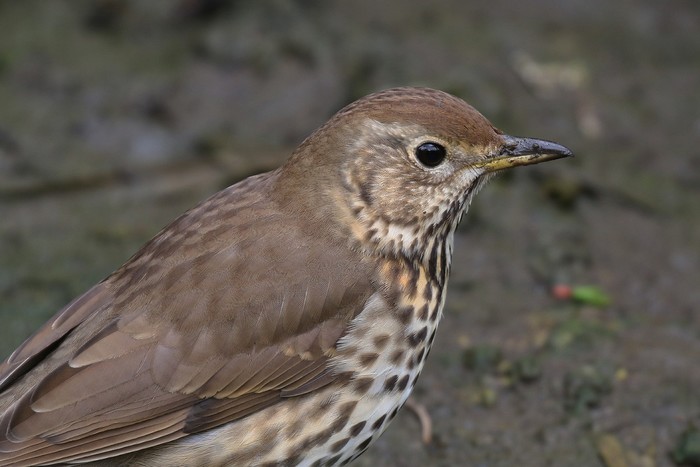 Song Thrush