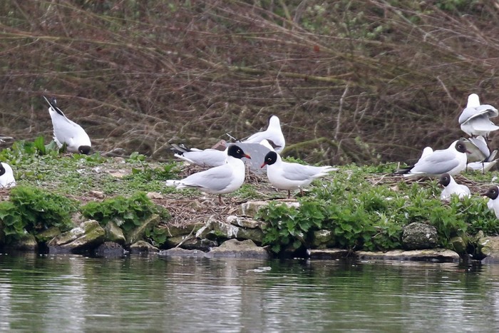 Mediterranean Gull
