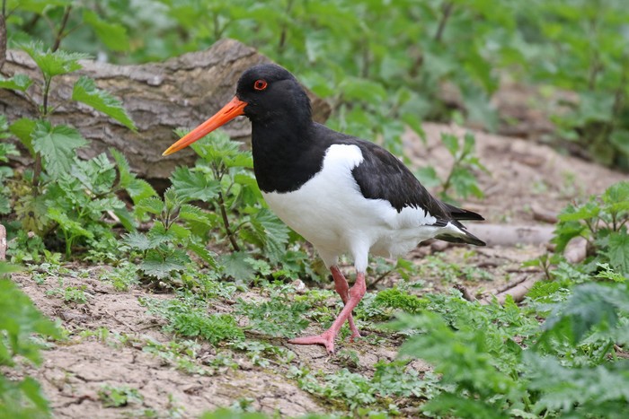 Oystercatcher