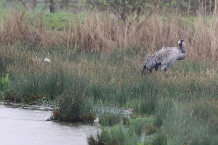 Common Crane