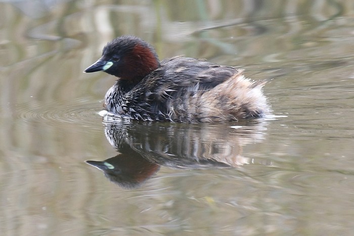 Little Grebe