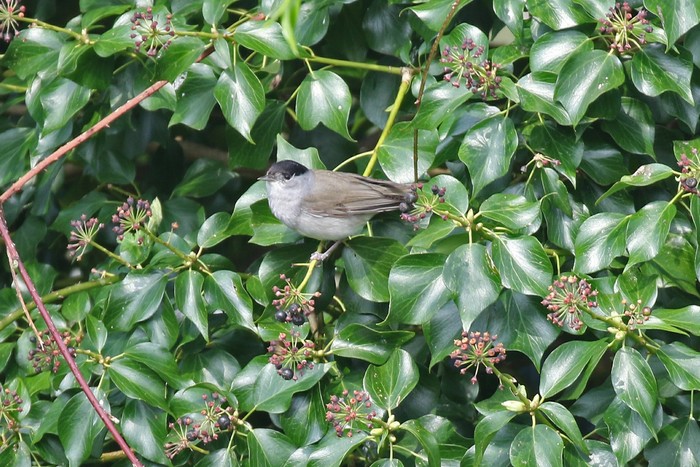 Blackcap