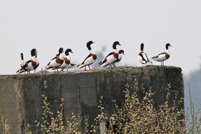 Shelduck