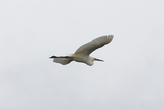 Great White Egret