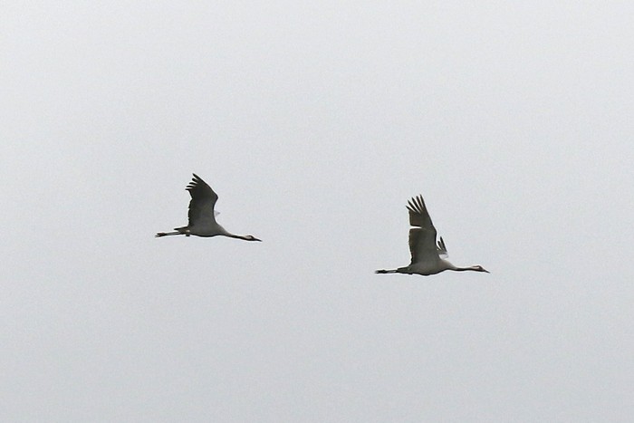 Common Crane