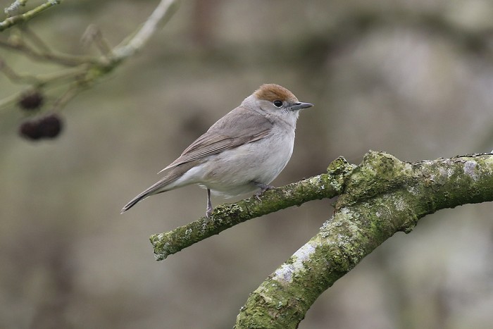 Blackcap