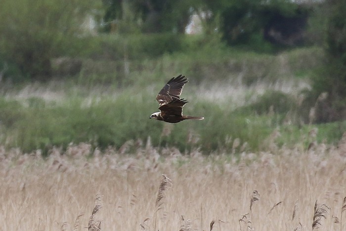 Marsh Harrier