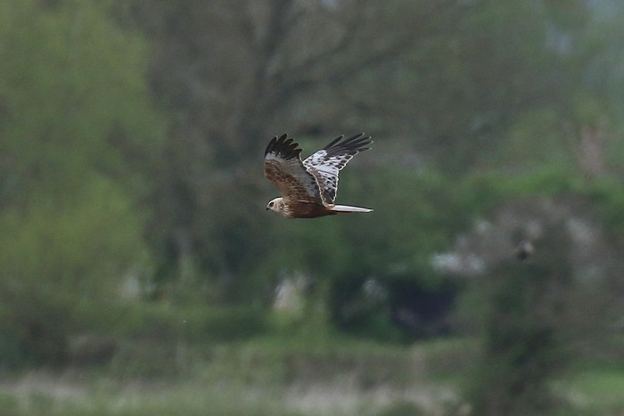 Marsh Harrier