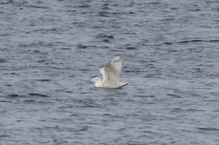 Glaucous Gull