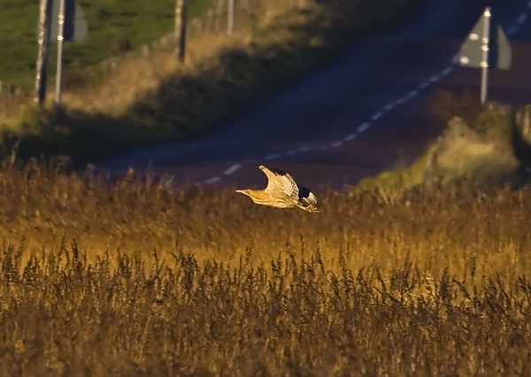Bittern