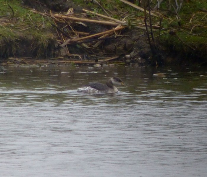 Red-necked Grebe