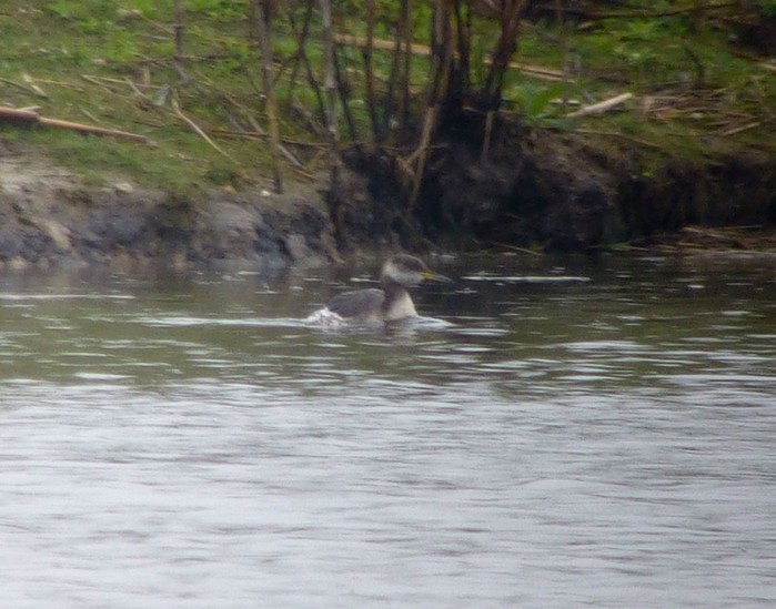 Red-necked Grebe