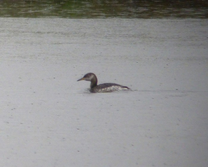 Red-necked Grebe
