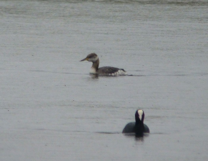 Red-necked Grebe