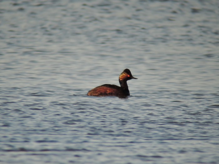 Black-necked Grebe