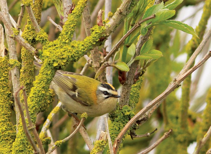 Firecrest