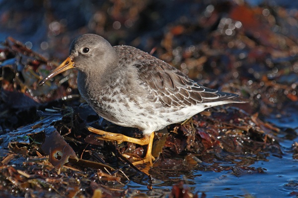 Purple Sandpiper