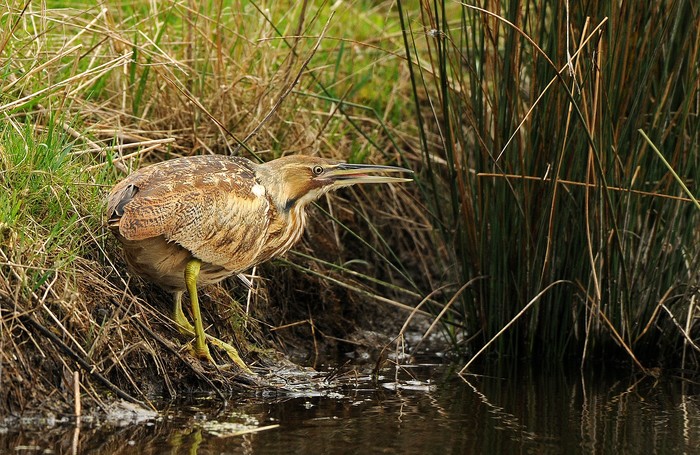 American Bittern