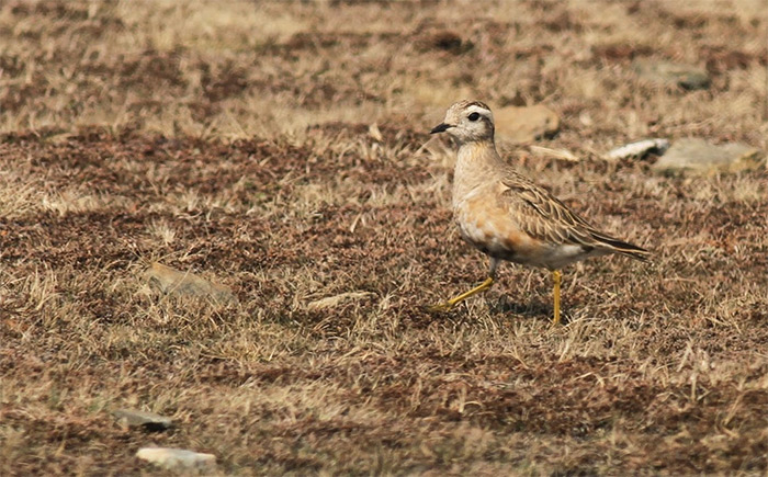 Dotterel
