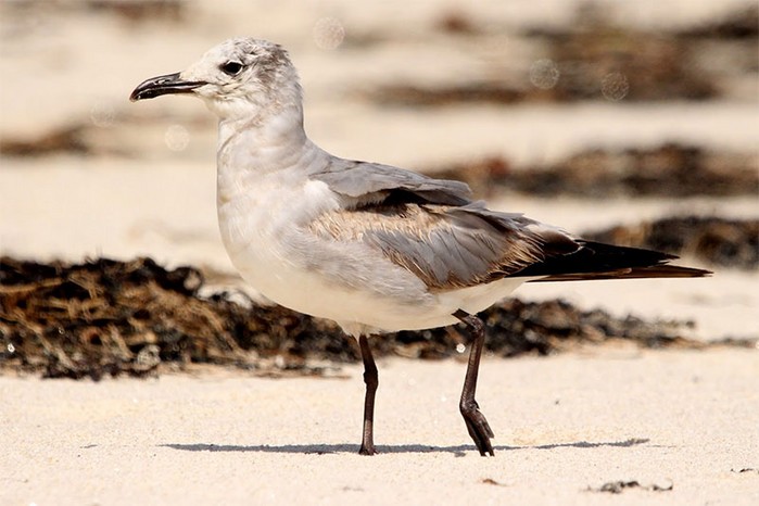 Laughing Gull