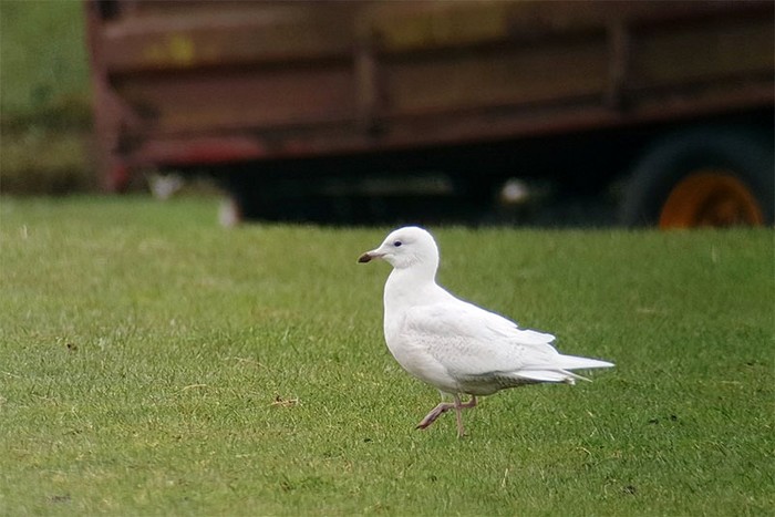 Iceland Gull