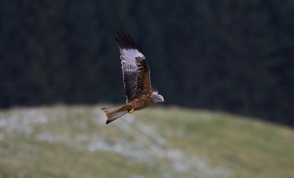 Red Kite