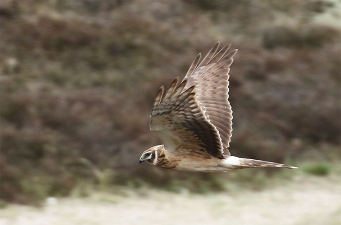 Pallid Harrier