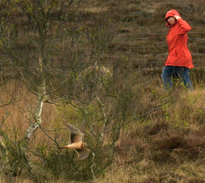 Pallid Harrier