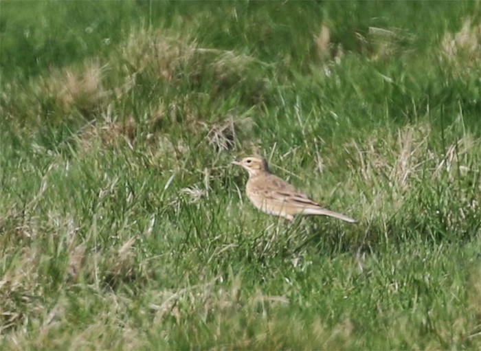 Richard's Pipit