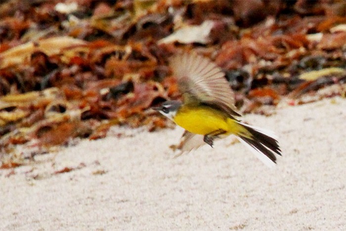 Spanish Wagtail