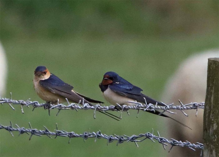 Red-rumped Swallow