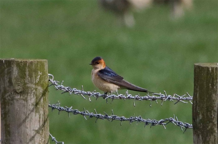 Red-rumped Swallow