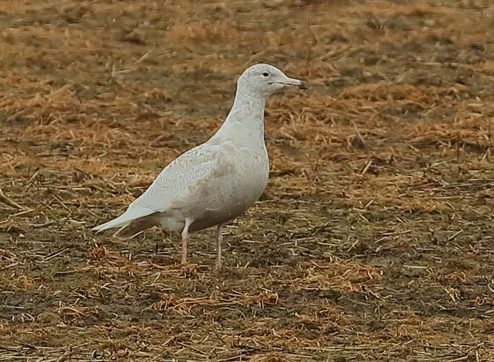 Glaucous Gull