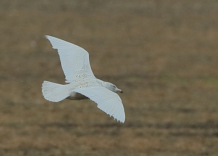 Glaucous Gull