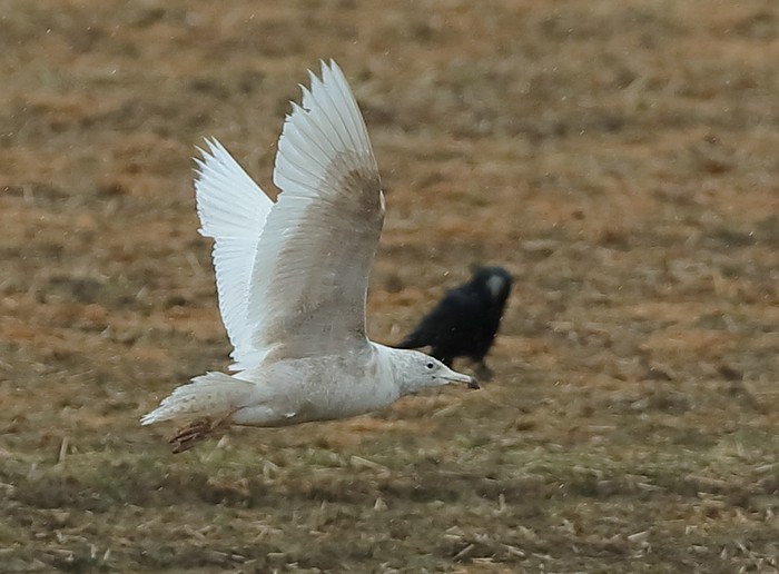 Glaucous Gull