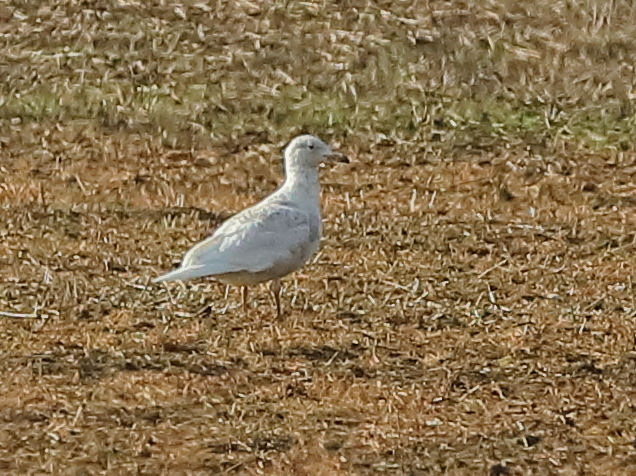 Iceland Gull