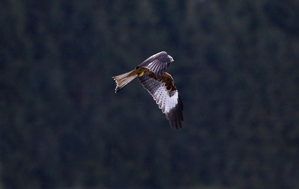 Red Kite