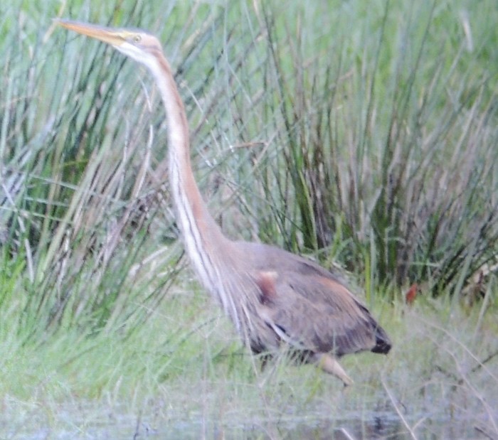 Purple Heron