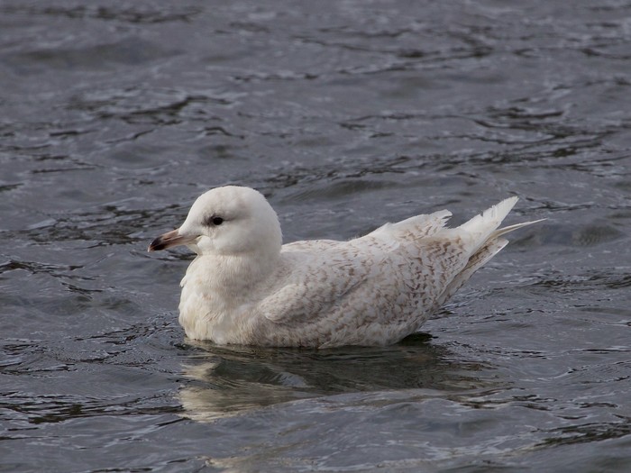 Iceland Gull