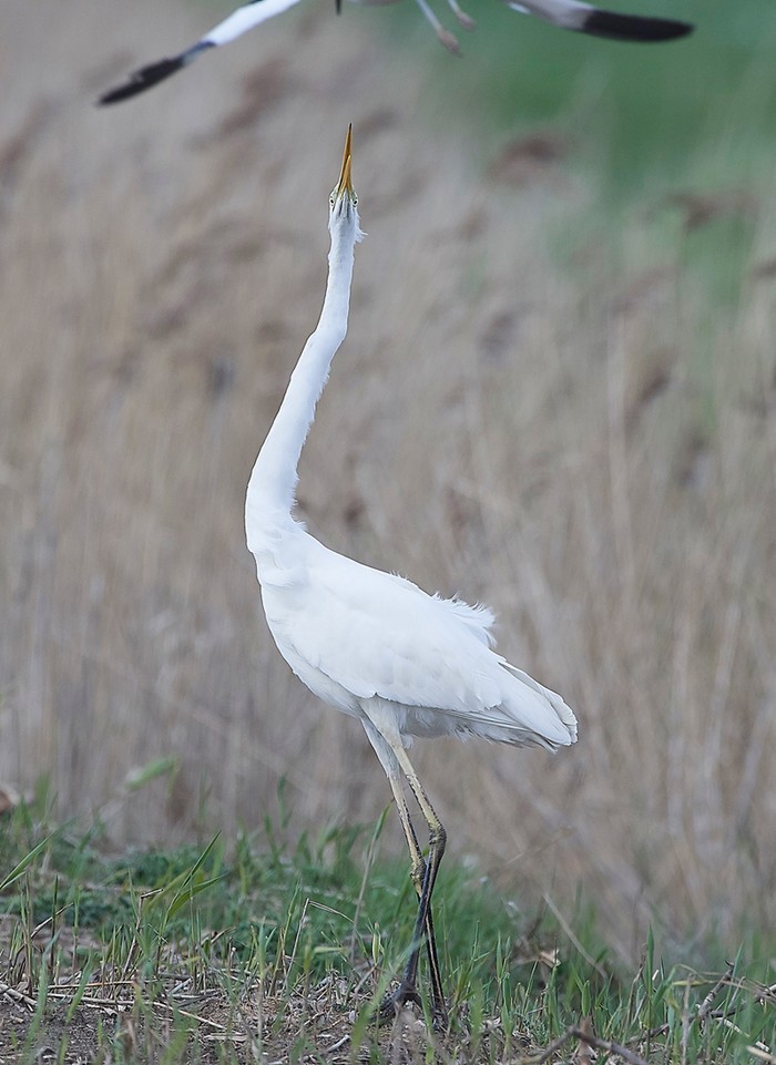 Great White Egret