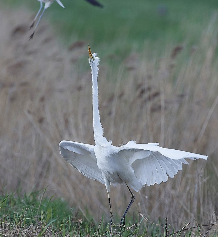 Great White Egret