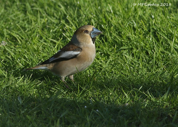 Hawfinch