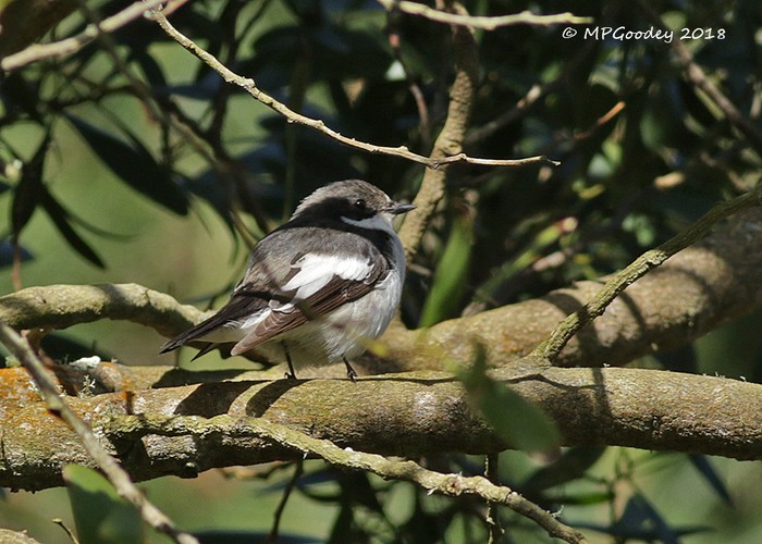 Pied Flycatcher