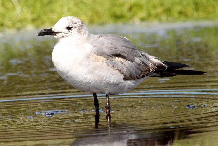 Laughing Gull