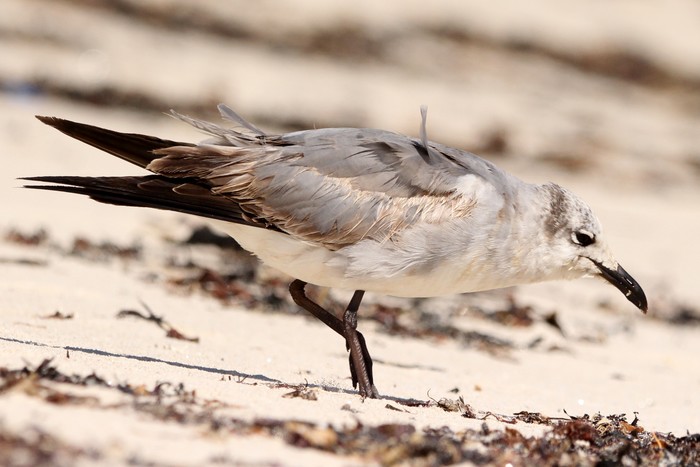 Laughing Gull